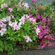 ヒメ日記 2026/04/22 10:53 投稿 すずか 横浜人妻セレブリティ（ユメオト）