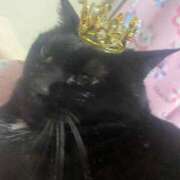 ヒメ日記 2025/03/27 02:11 投稿 あい 久喜鷲宮ちゃんこ