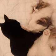 ヒメ日記 2025/02/03 23:59 投稿 もも 香川高松ちゃんこ