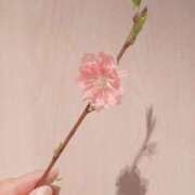 ヒメ日記 2025/03/12 07:49 投稿 もも 香川高松ちゃんこ