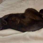 ヒメ日記 2025/05/14 05:09 投稿 もも 香川高松ちゃんこ