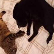 ヒメ日記 2025/05/18 02:09 投稿 もも 香川高松ちゃんこ