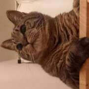 ヒメ日記 2025/06/02 04:39 投稿 もも 香川高松ちゃんこ