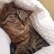 ヒメ日記 2025/06/15 01:29 投稿 もも 香川高松ちゃんこ