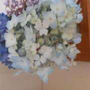 ヒメ日記 2025/06/18 23:24 投稿 もも 香川高松ちゃんこ