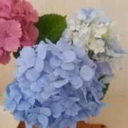 ヒメ日記 2025/06/25 20:29 投稿 もも 香川高松ちゃんこ