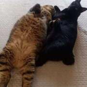 ヒメ日記 2025/07/08 21:49 投稿 もも 香川高松ちゃんこ