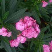 ヒメ日記 2025/07/20 19:29 投稿 もも 香川高松ちゃんこ