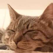 ヒメ日記 2025/08/12 01:09 投稿 もも 香川高松ちゃんこ