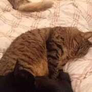 ヒメ日記 2025/10/22 02:49 投稿 もも 香川高松ちゃんこ