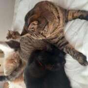 ヒメ日記 2025/12/21 22:49 投稿 もも 香川高松ちゃんこ