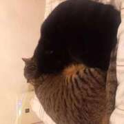 ヒメ日記 2026/02/08 02:39 投稿 もも 香川高松ちゃんこ