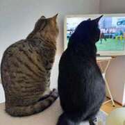 ヒメ日記 2026/09/20 19:19 投稿 もも 香川高松ちゃんこ