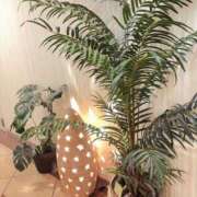 ヒメ日記 2025/09/03 15:53 投稿 わかな未経験 マダム可憐