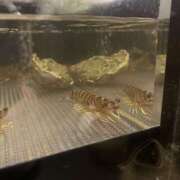 ヒメ日記 2024/12/15 23:53 投稿 みおり かりんと神田