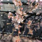 ヒメ日記 2025/03/13 18:56 投稿 とわ(昭和51年生まれ) 熟年カップル名古屋～生電話からの営み～