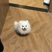 ヒメ日記 2026/02/18 15:56 投稿 はづき 西川口ビデオdeはんど