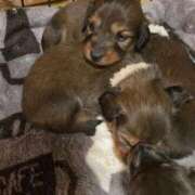 ヒメ日記 2024/12/26 06:26 投稿 せら 熟女家 京橋店