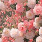 ヒメ日記 2025/04/24 16:16 投稿 せら 熟女家 京橋店