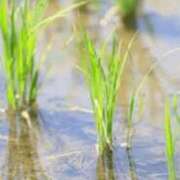 ヒメ日記 2025/06/11 04:56 投稿 せら 熟女家 京橋店