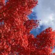 ヒメ日記 2025/10/27 18:06 投稿 せら 熟女家 京橋店