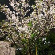 ヒメ日記 2026/04/07 08:28 投稿 野々宮 春菜 30代40代50代と遊ぶなら博多人妻専科24時