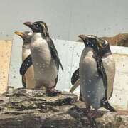 ヒメ日記 2025/02/07 13:00 投稿 まほ 激安ドットコム