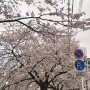 まほ おはようございます 激安ドットコム