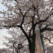 まほ おはようございます 激安ドットコム