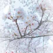 ヒメ日記 2025/04/06 08:16 投稿 ゆうか エディーズ