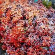 ヒメ日記 2026/01/30 08:49 投稿 ゆうか エディーズ