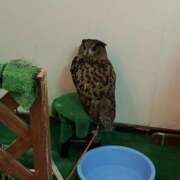 ヒメ日記 2025/10/29 11:18 投稿 らら ぷにぷにプリンセス