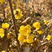 ヒメ日記 2025/01/16 10:59 投稿 のあ sweet kiss