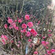 ヒメ日記 2025/02/08 10:49 投稿 のあ sweet kiss