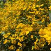 ヒメ日記 2025/04/19 09:09 投稿 のあ sweet kiss