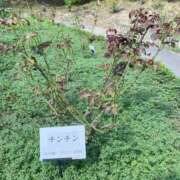 ヒメ日記 2025/11/15 09:29 投稿 のあ sweet kiss