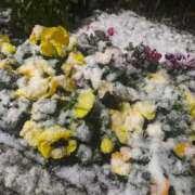 ヒメ日記 2026/01/03 10:49 投稿 のあ sweet kiss