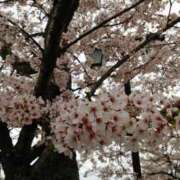 ヒメ日記 2025/03/11 13:30 投稿 うた 人妻密会