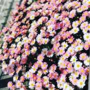 ヒメ日記 2025/04/24 07:10 投稿 うた 人妻密会