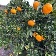 ヒメ日記 2025/03/26 00:10 投稿 マリン Club Hearts