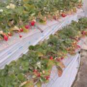 ヒメ日記 2025/04/13 11:35 投稿 マリン Club Hearts