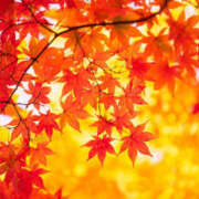 ヒメ日記 2025/11/23 13:48 投稿 天宮亜紗美 五十路マダムエクスプレス神戸店(カサブランカグループ)