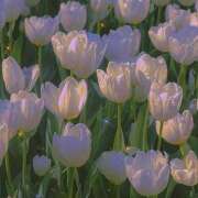 ヒメ日記 2024/12/08 13:02 投稿 新人・美緒(みお) グランドオペラ福岡