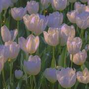 ヒメ日記 2025/08/06 12:33 投稿 新人・美緒(みお) グランドオペラ福岡