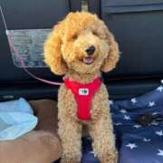 ヒメ日記 2025/10/17 09:36 投稿 あまね ドMな逆バニーちゃん　すすきの店