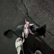 ヒメ日記 2025/06/25 20:36 投稿 あや ドMな逆バニーちゃん　すすきの店