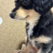 ヒメ日記 2025/07/21 20:16 投稿 あや ドMな逆バニーちゃん　すすきの店