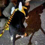 ヒメ日記 2025/09/27 20:39 投稿 あや ドMな逆バニーちゃん　すすきの店