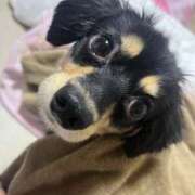 ヒメ日記 2025/10/02 11:26 投稿 あや ドMな逆バニーちゃん　すすきの店