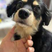 ヒメ日記 2025/11/14 08:56 投稿 あや ドMな逆バニーちゃん　すすきの店